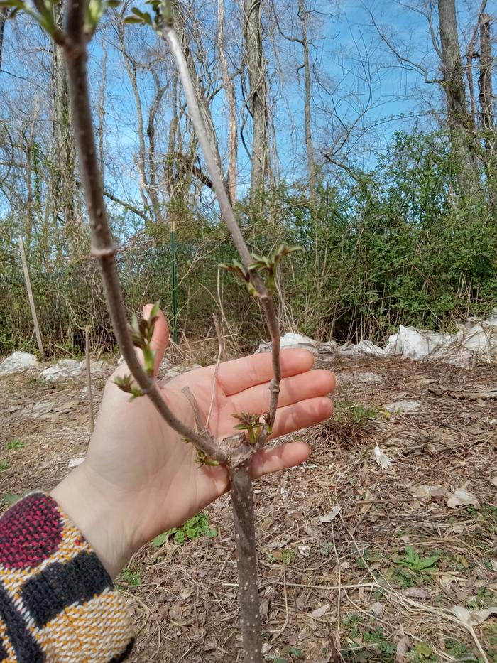 Elderberries Awakening