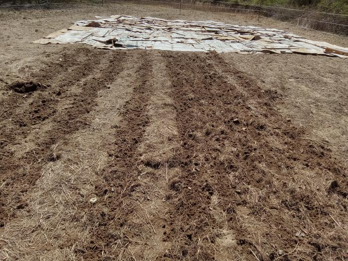 Just moving the cardboard and using a furrowing hoe to make furrows.