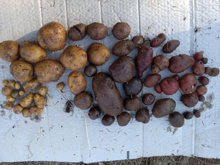 Potatoes grown from true seed last year