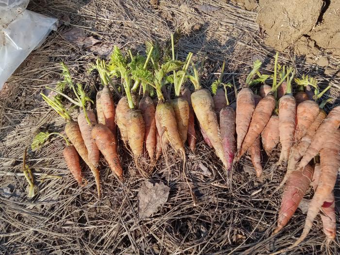My favorite carrots grown in clay last year