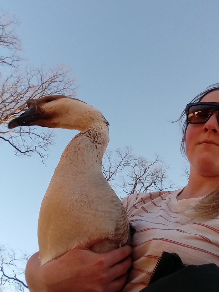 Gratuitous goose pic