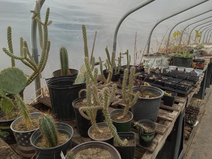 Gratuitous Cactus garden pics