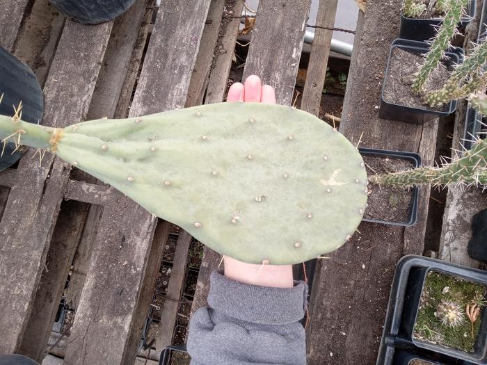 3 year old Nopal