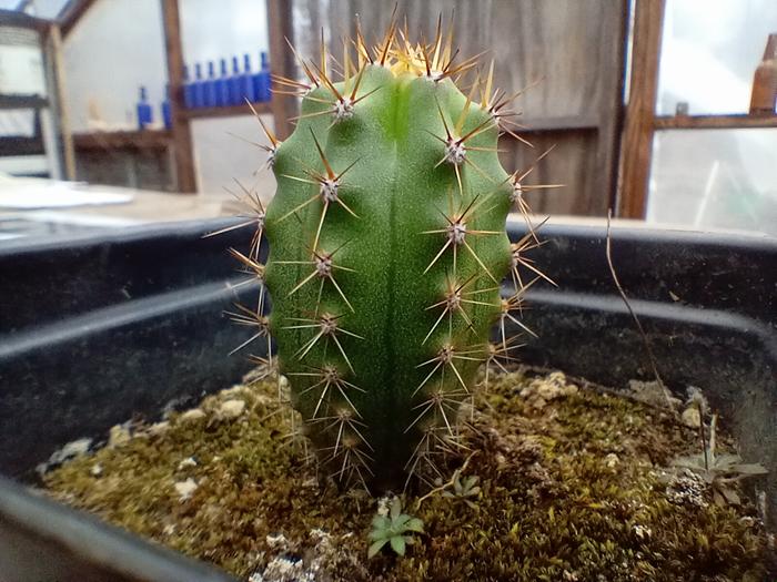 Trichocereus