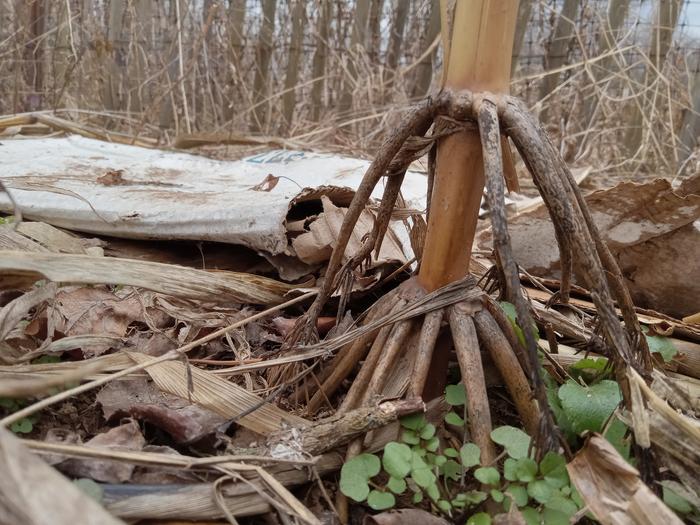 Last year's corn aerial roots still standing.