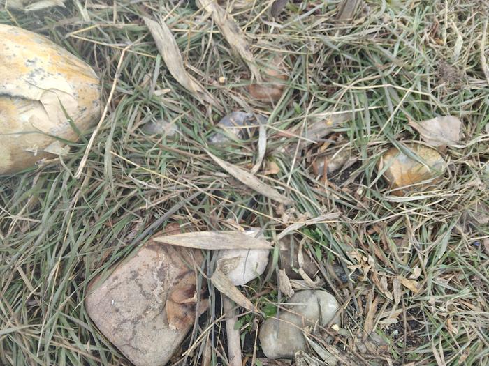 Lots of rocks and grass