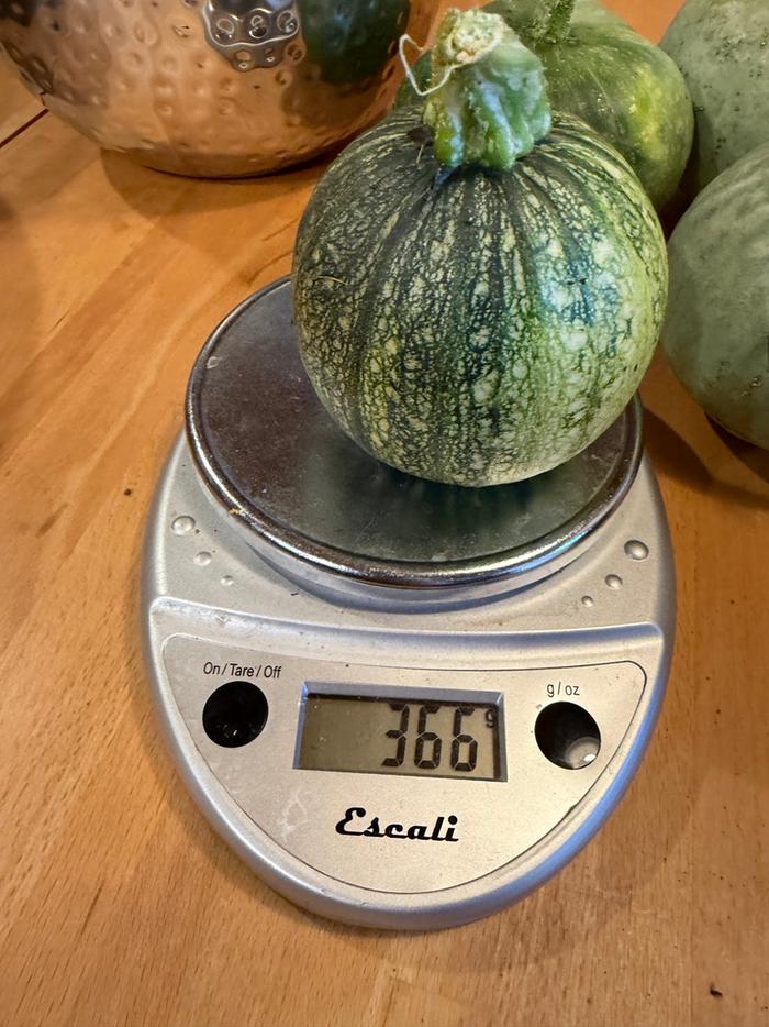 [Thumbnail for squash06.jpg]