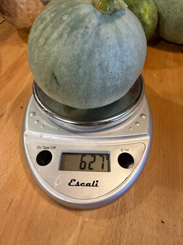 [Thumbnail for squash04.jpg]