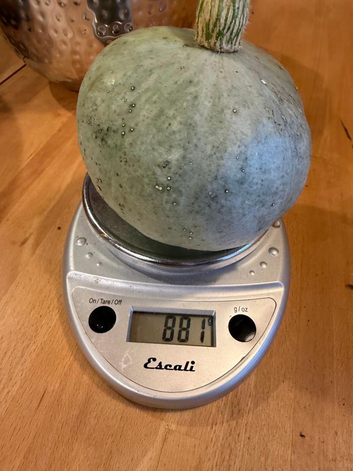 [Thumbnail for squash02.jpg]