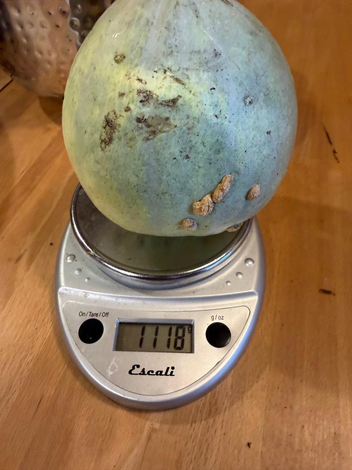 [Thumbnail for squash01.jpg]