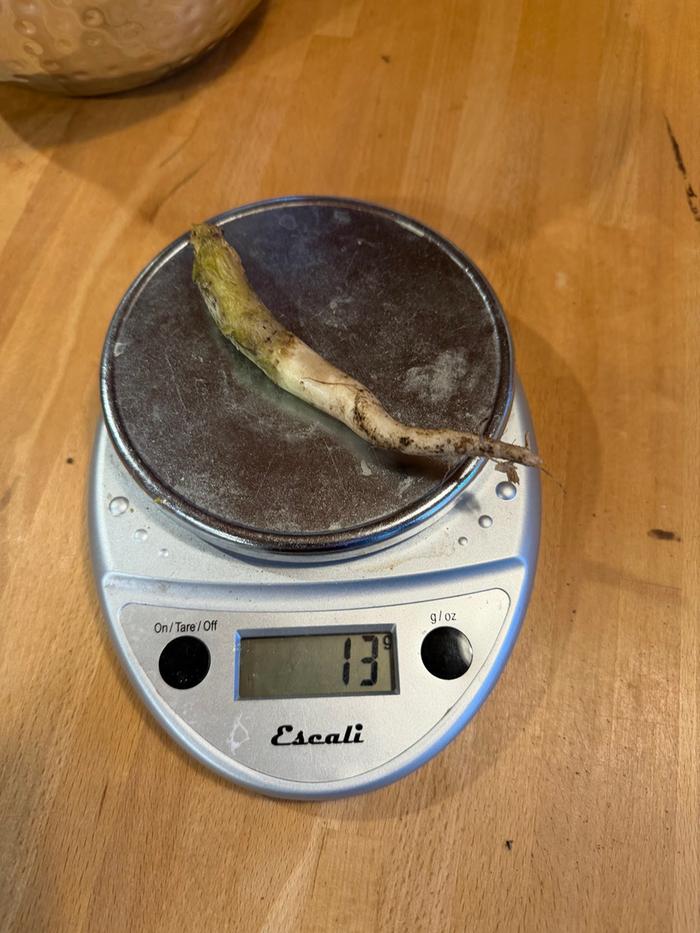 [Thumbnail for radish01.jpg]