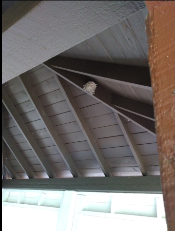 Impressive nest in the rafters of the cook shelter