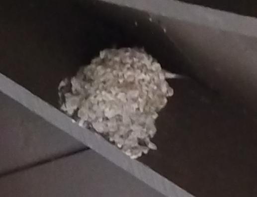 Yes, that is Mrs. Barn Swallow's tail