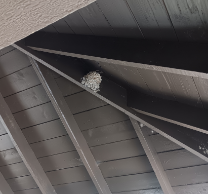 Nest was still up in winter!