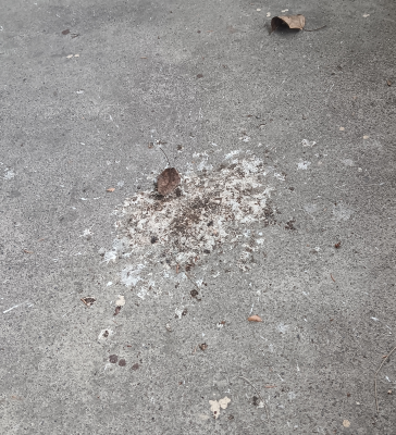 Pile of poop under nest -- a good sign