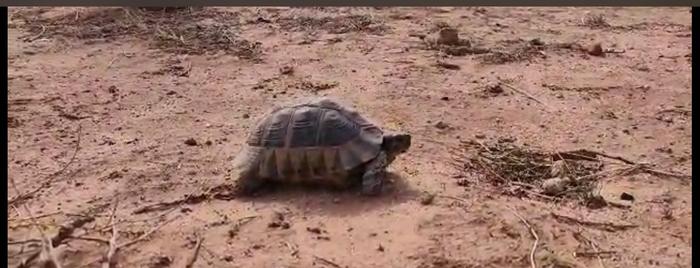 wild tortoise