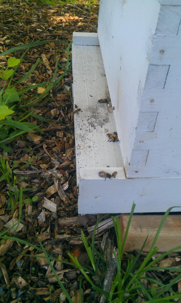 honey-bee-removing-dead-from-hive