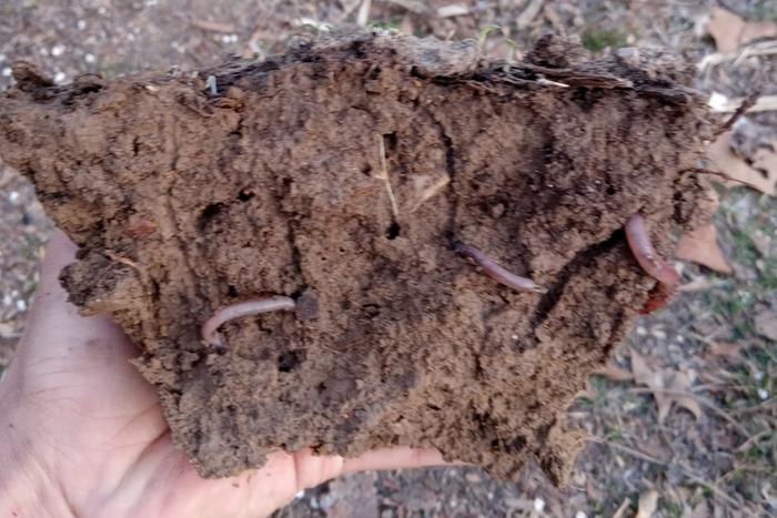 Compost pile on top of poor soil. Earth worms moving in digging tunnels through compacted layer