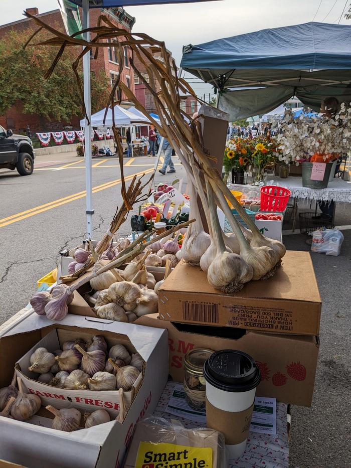 Garlic day at a farmer's market