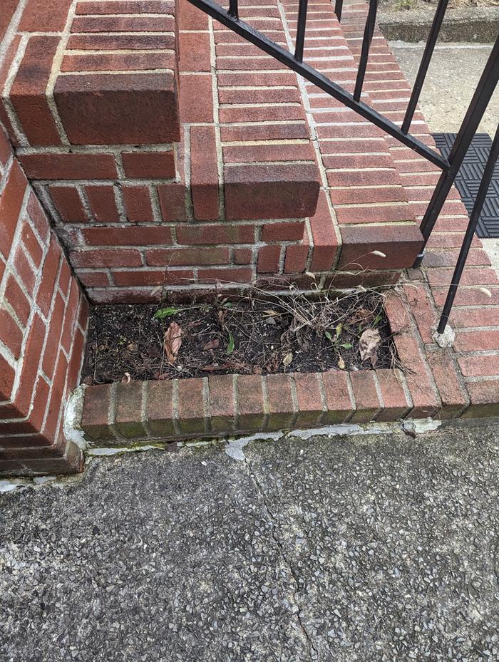 planting in city pavement bed