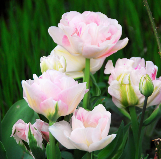 Tulip: many fragrant, double flowered varieties to choose from