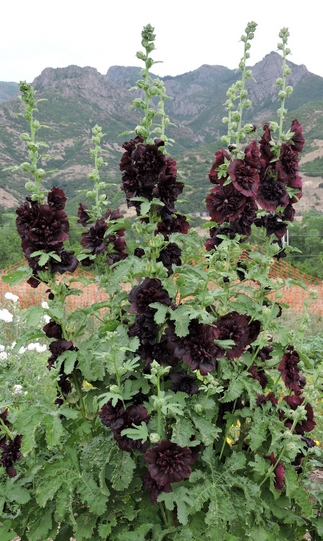 Hollyhock, Double Black, showing the plants upright habit (photo from Grand Prismatic Seed)