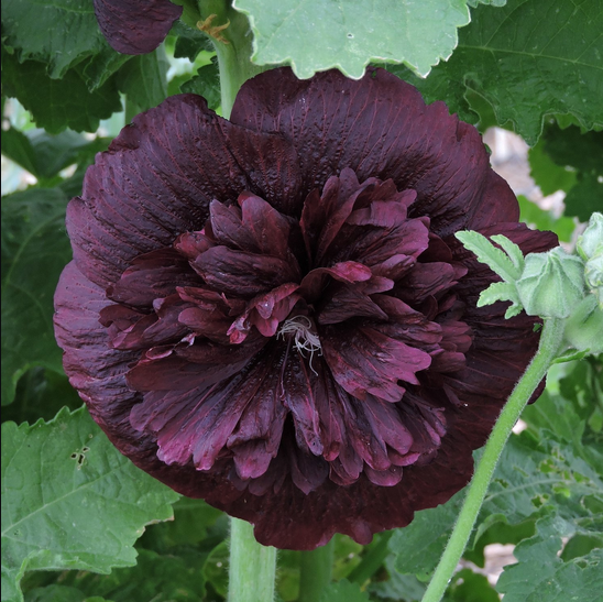 Hollyhock, Double Black, blossom (photo from Grand Prismatic Seed)