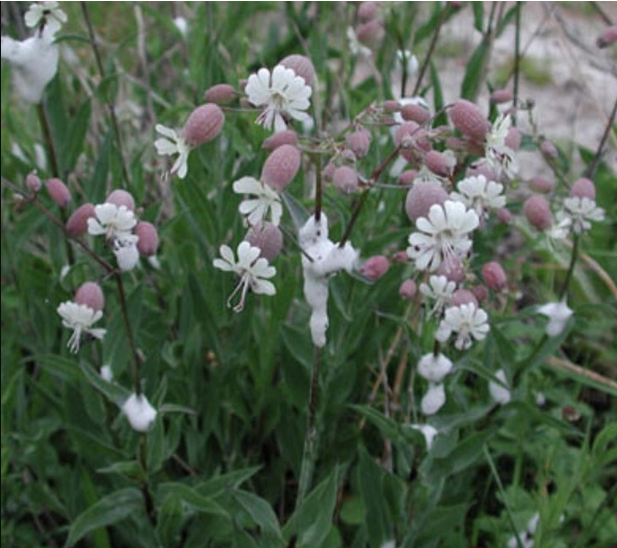 Silene vulgaris - pink blush will complement the brick