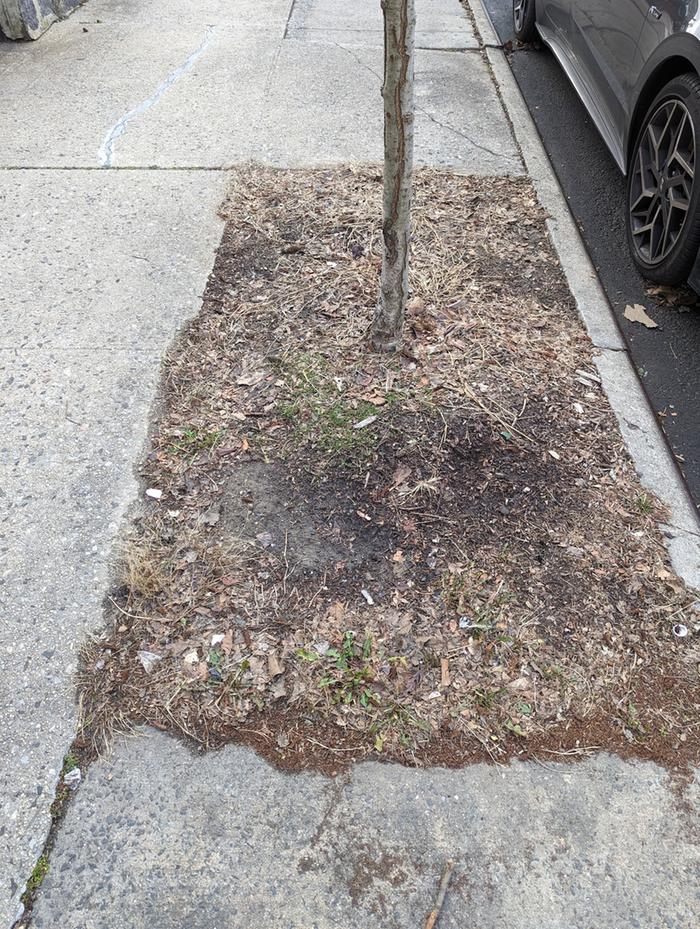 A tree in New York City