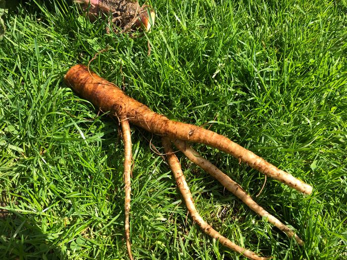 clean comfrey root in grass