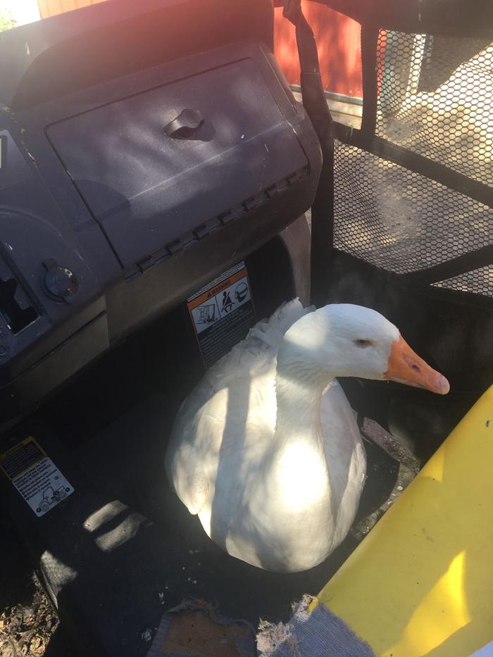 A gander named Buddy riding in a gator side by side