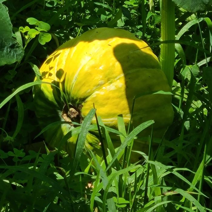 Hugel 3