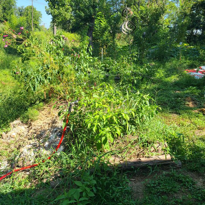 Hugel 2 hot peppers 