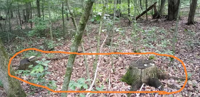 [Thumbnail for thumb-hugelwoods01.jpg]