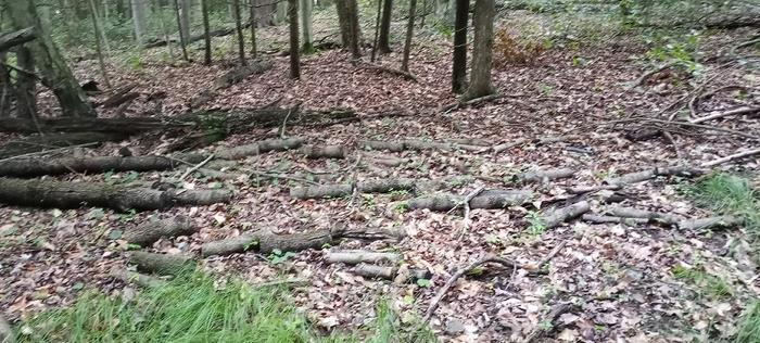 [Thumbnail for hugelwoods02.jpg]