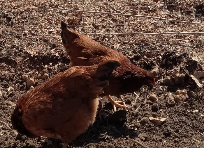 Planting sunchokes 