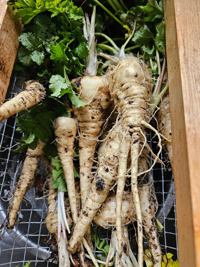 I harvested the last of the parsnips this weekend