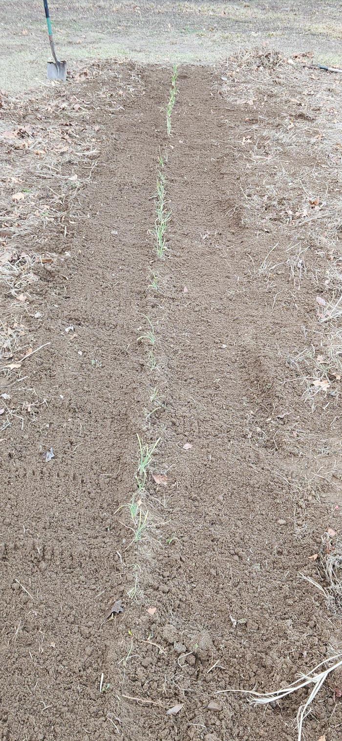 growing store bought garlic