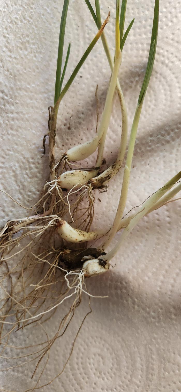 growing garlic cloves