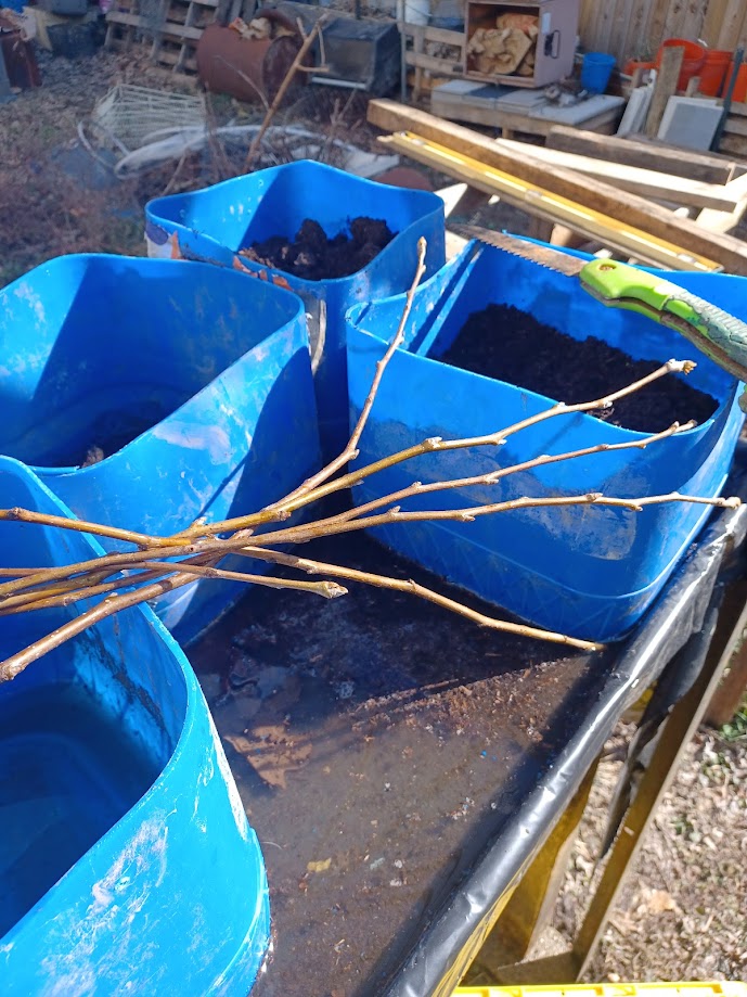 Prunnings on the way to being cuttings.