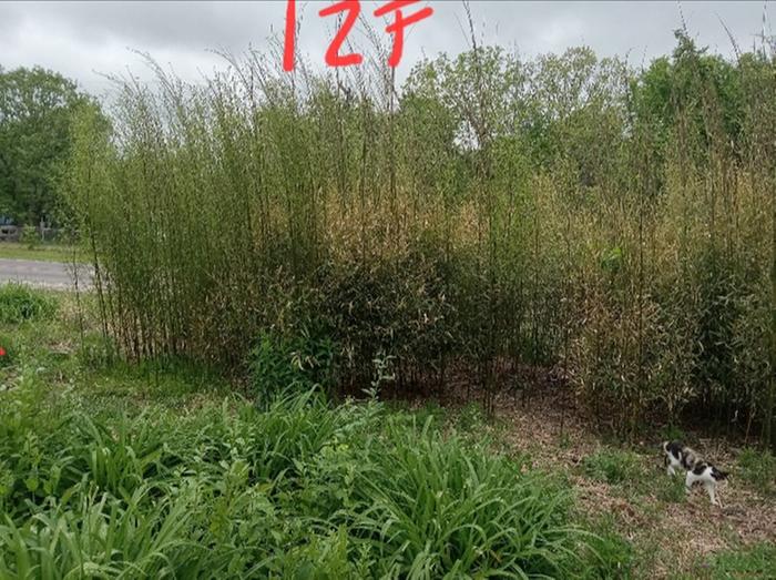 Bamboo