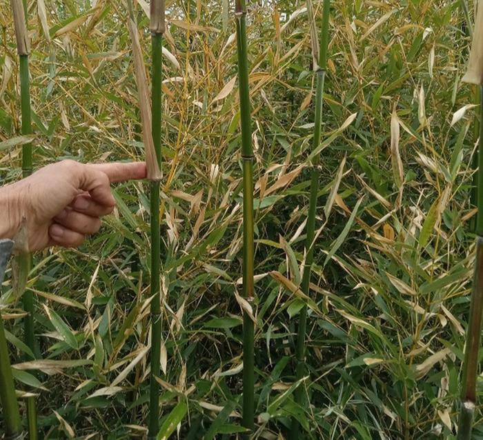 Removing side shoots for smooth canes