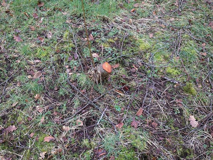 Newly coppiced Alder and cleared ground