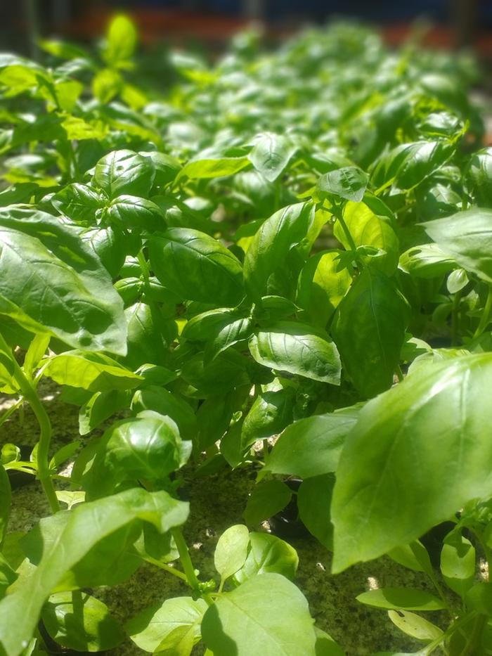 My aquaponics.