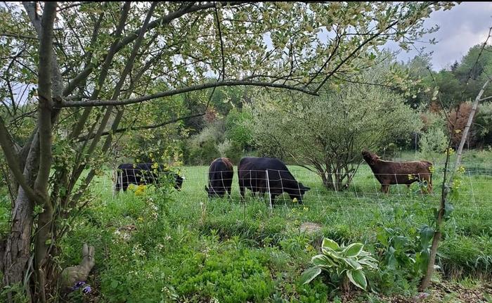 cows