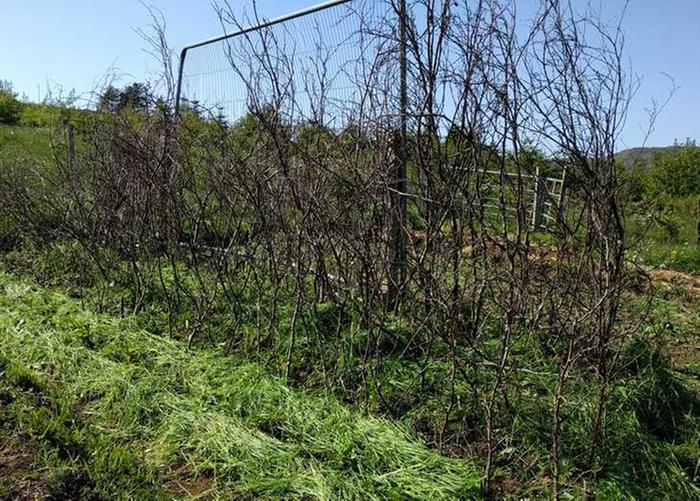 trellis for growing plants