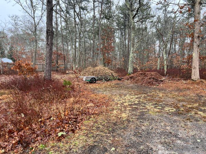 current yard debris pile where I bury kitchen scraps