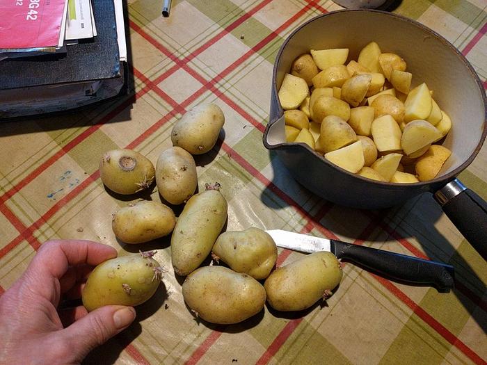 growing potatoes from bought tubers