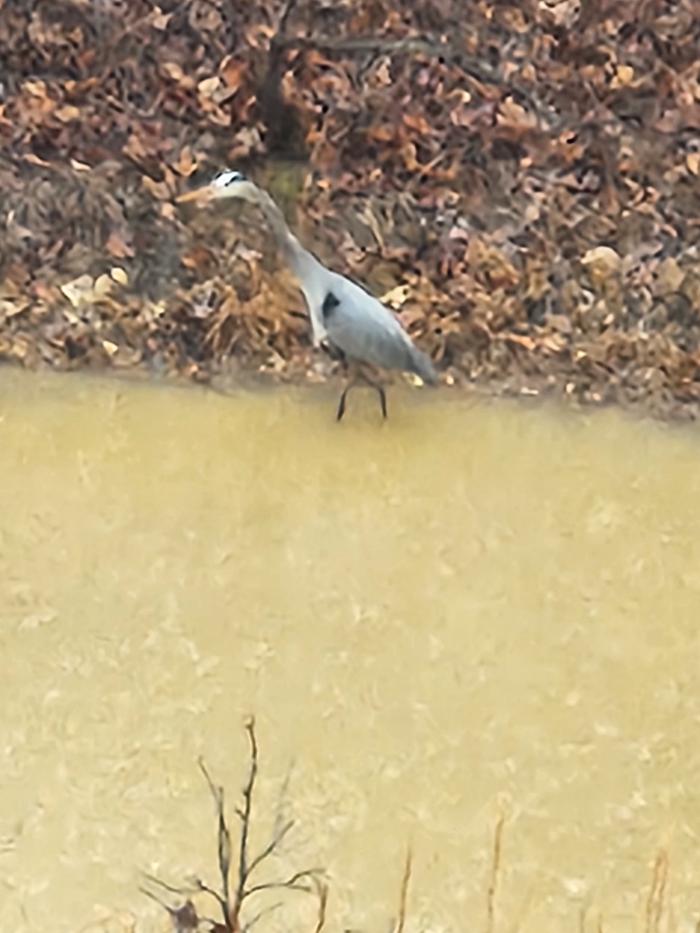 Heron, on a rainy day visit!