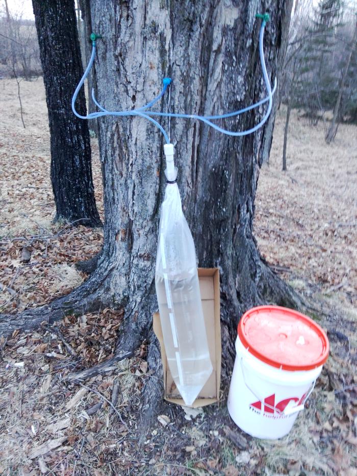 sugar taps on a maple tree